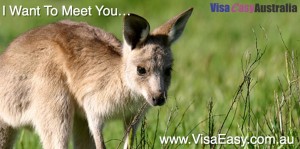 This is a Joey (Baby Kangaroo) and he wants to meet you when you come to Australia